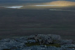 Varusteleka L4 Kenttätakki, MultiCam